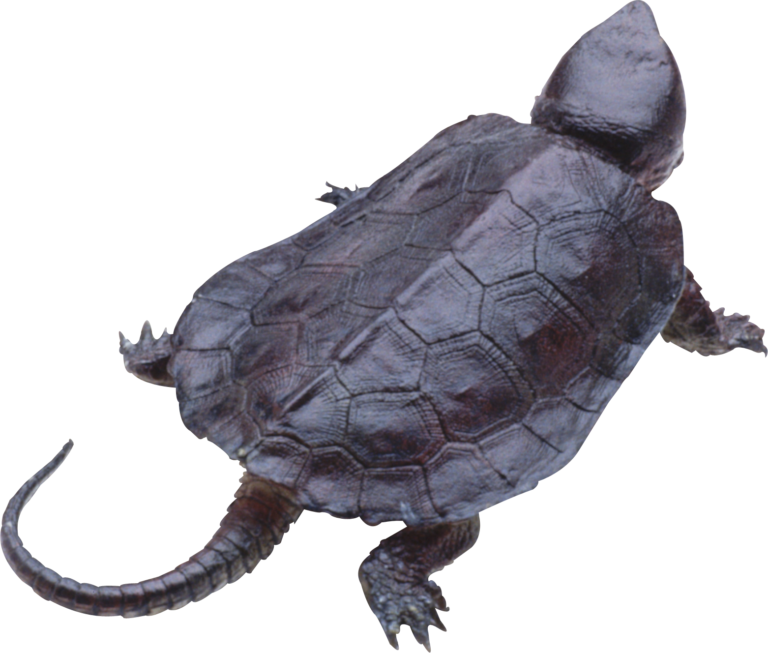 Tortue PNG Telecharger