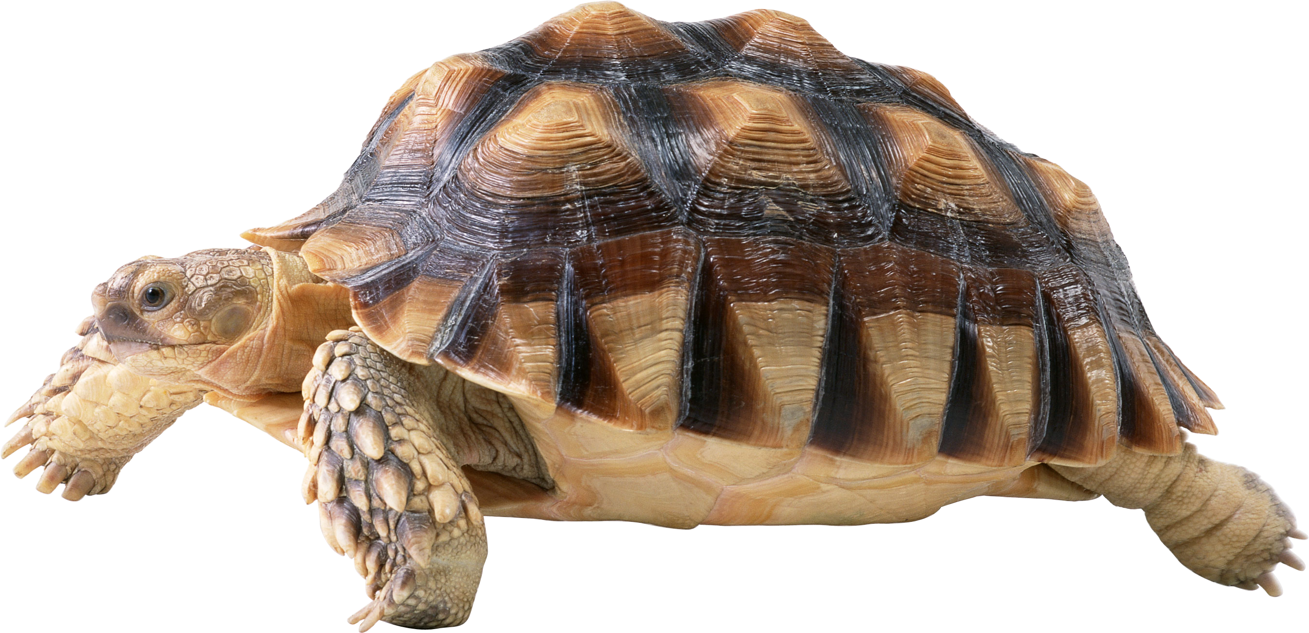 Tortue Telecharger PNG