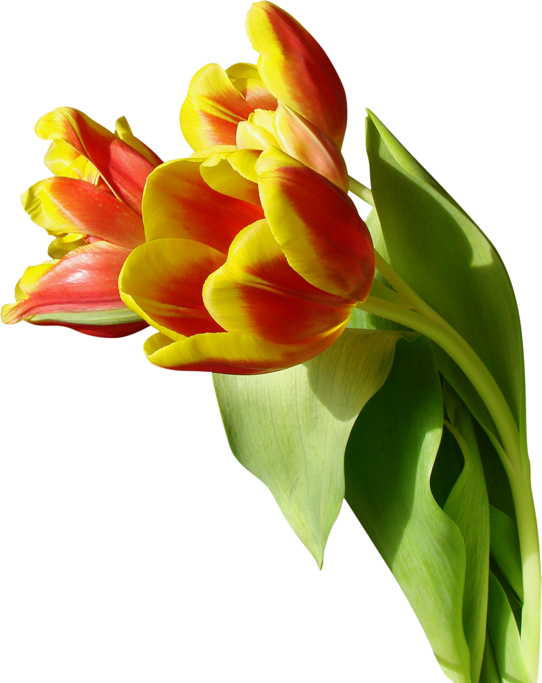Tulipe De Fichier PNG