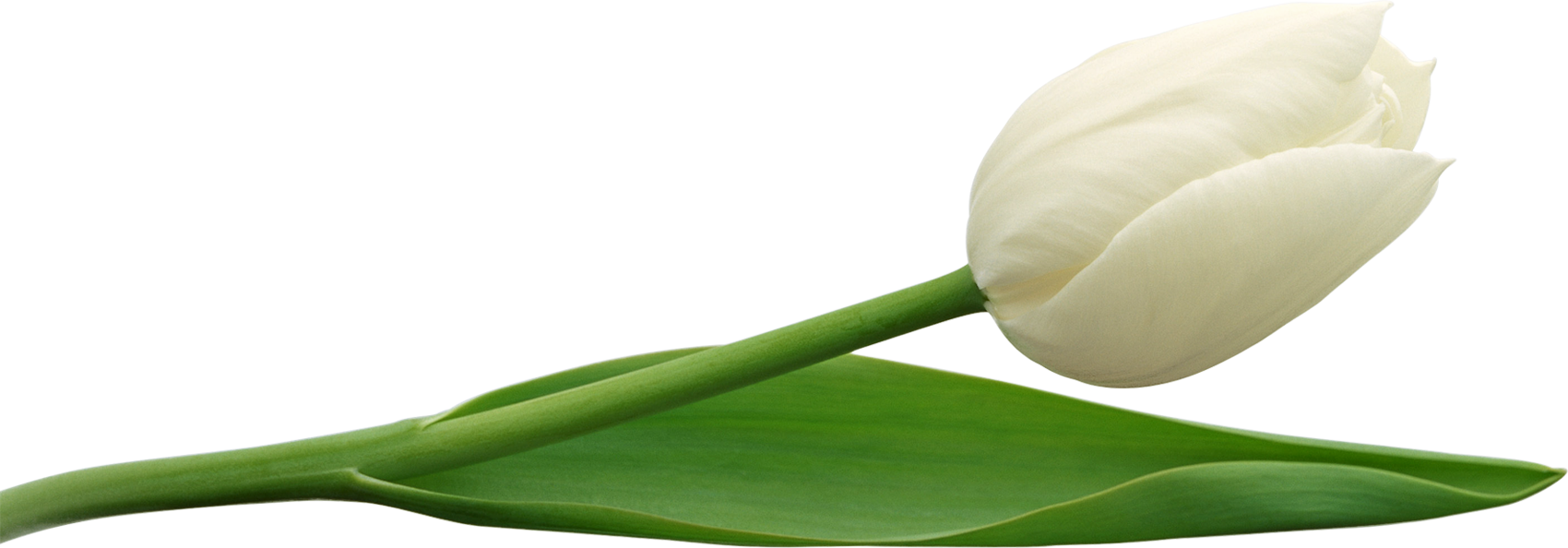 Tulipe Fond PNG Image