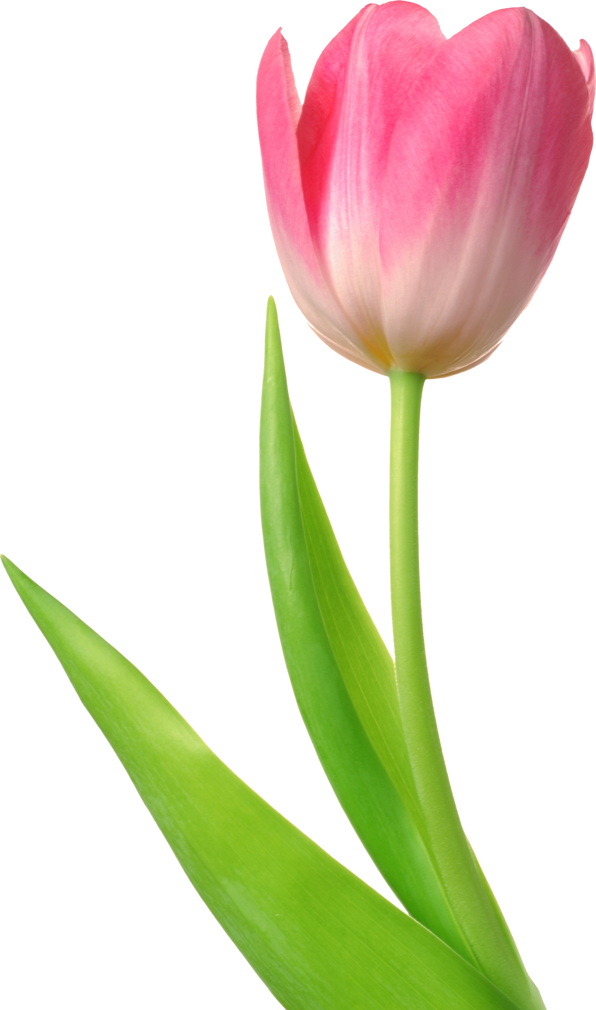 Tulipe PNG De Fichier Telecharger