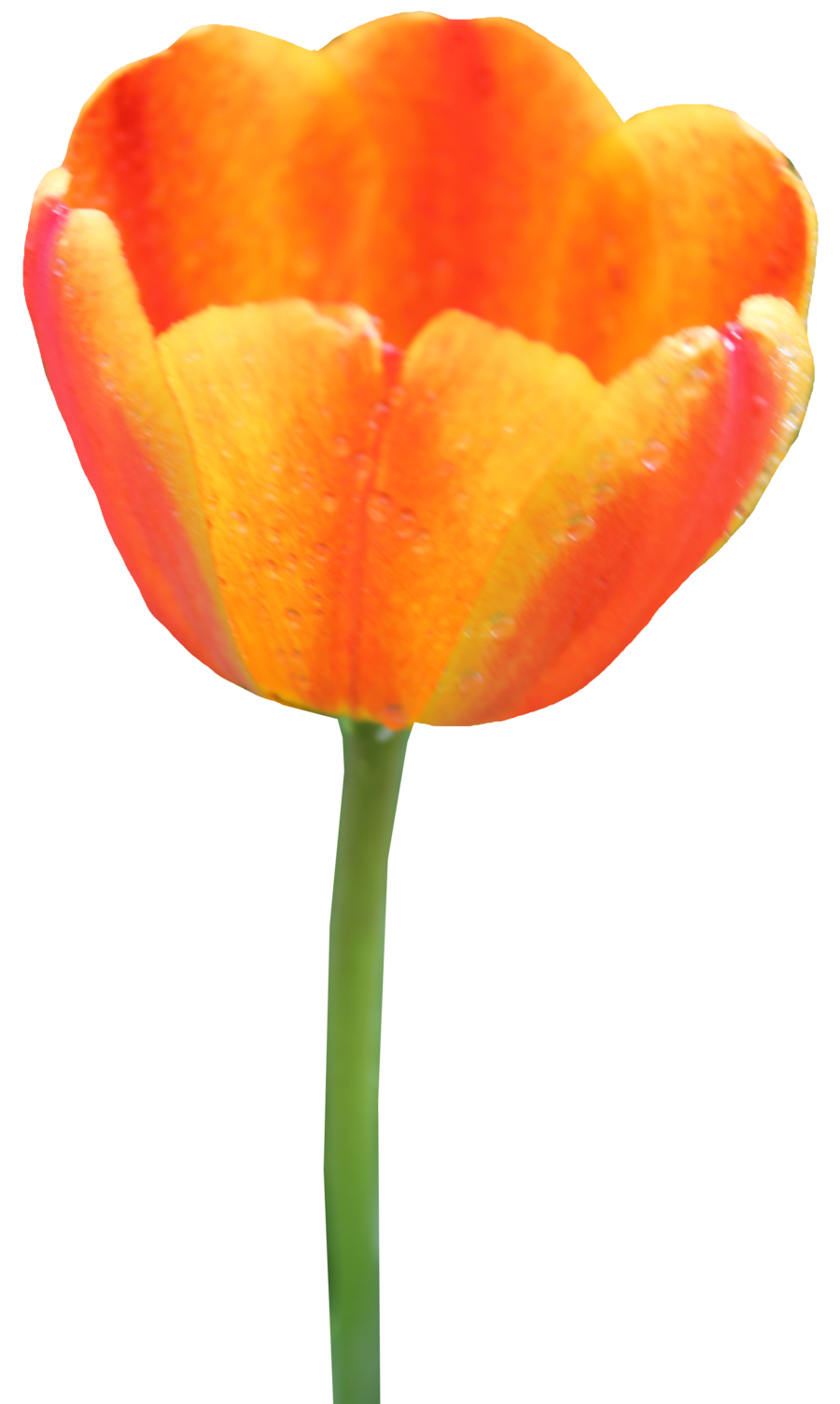 Tulipe PNG Fond Image