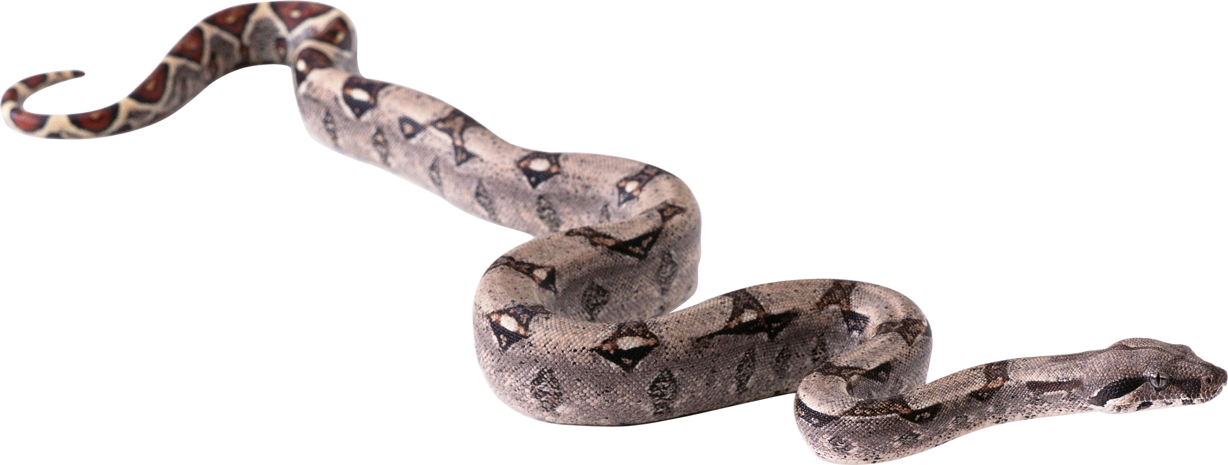 Venimeux Serpent Fond PNG Image