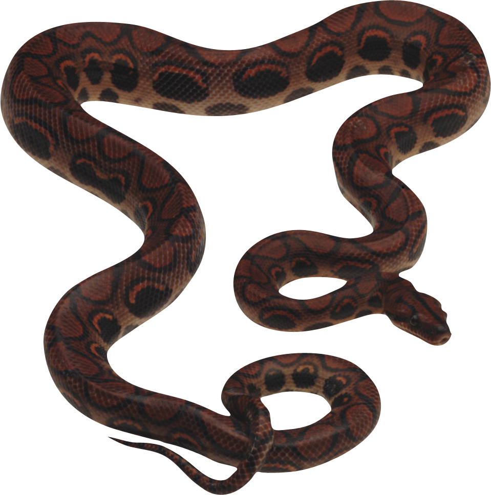 Venimeux Serpent PNG Fond Image