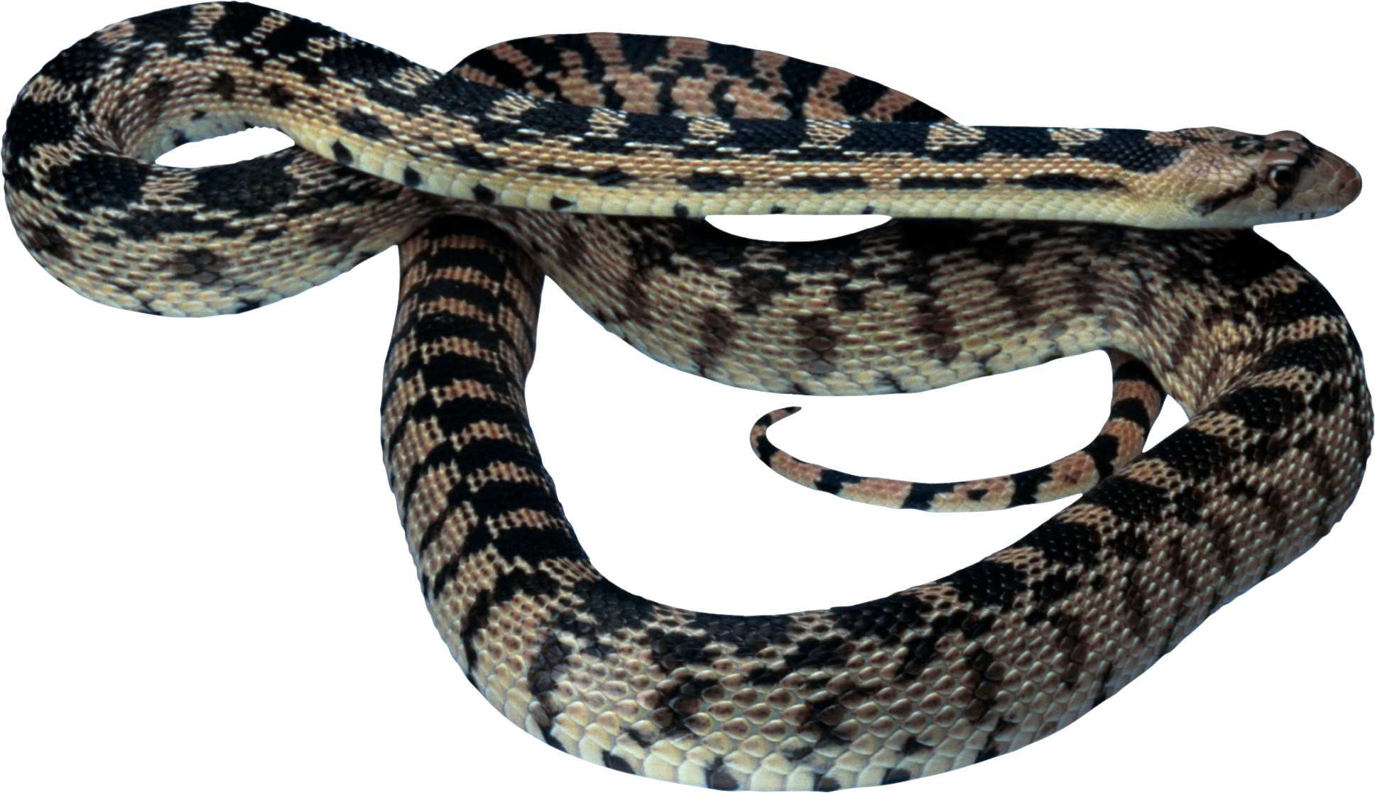 Venimeux Serpent PNG Fond