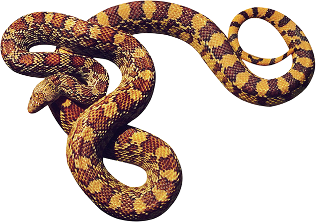 Venimeux Serpent PNG Photo Fond