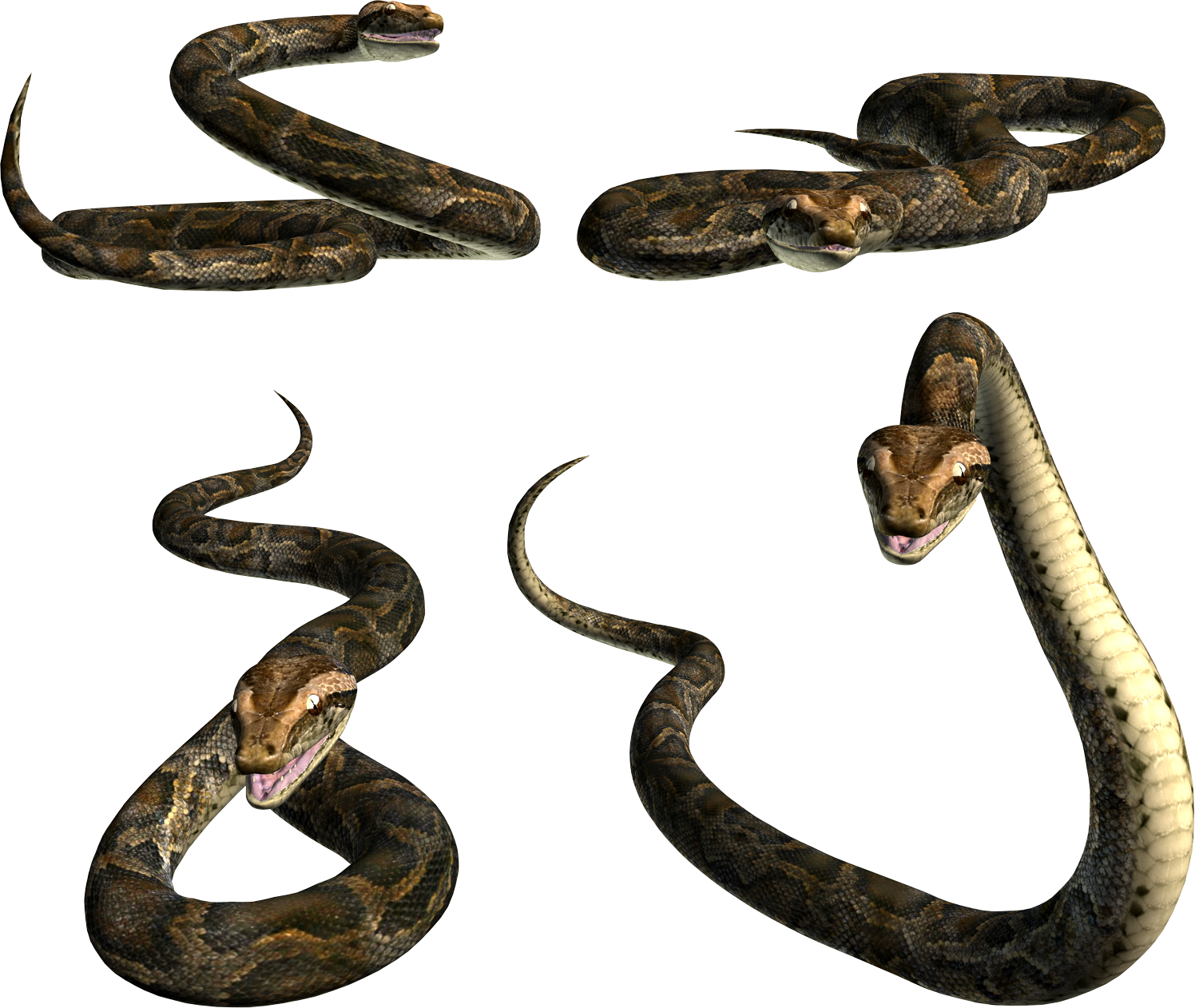 Venimeux Serpent PNG Telecharger Fond