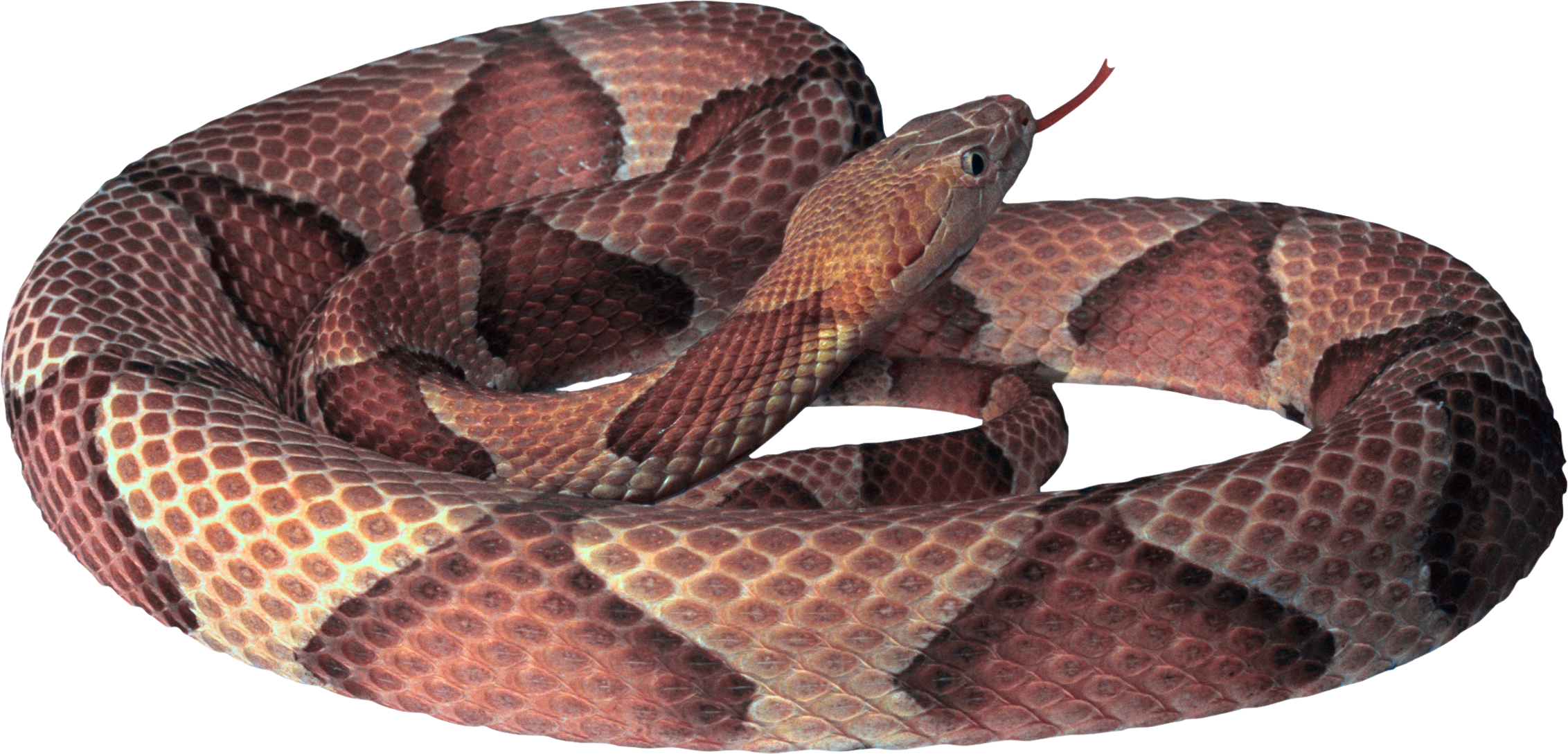 Venimeux Serpent PNG Telecharger
