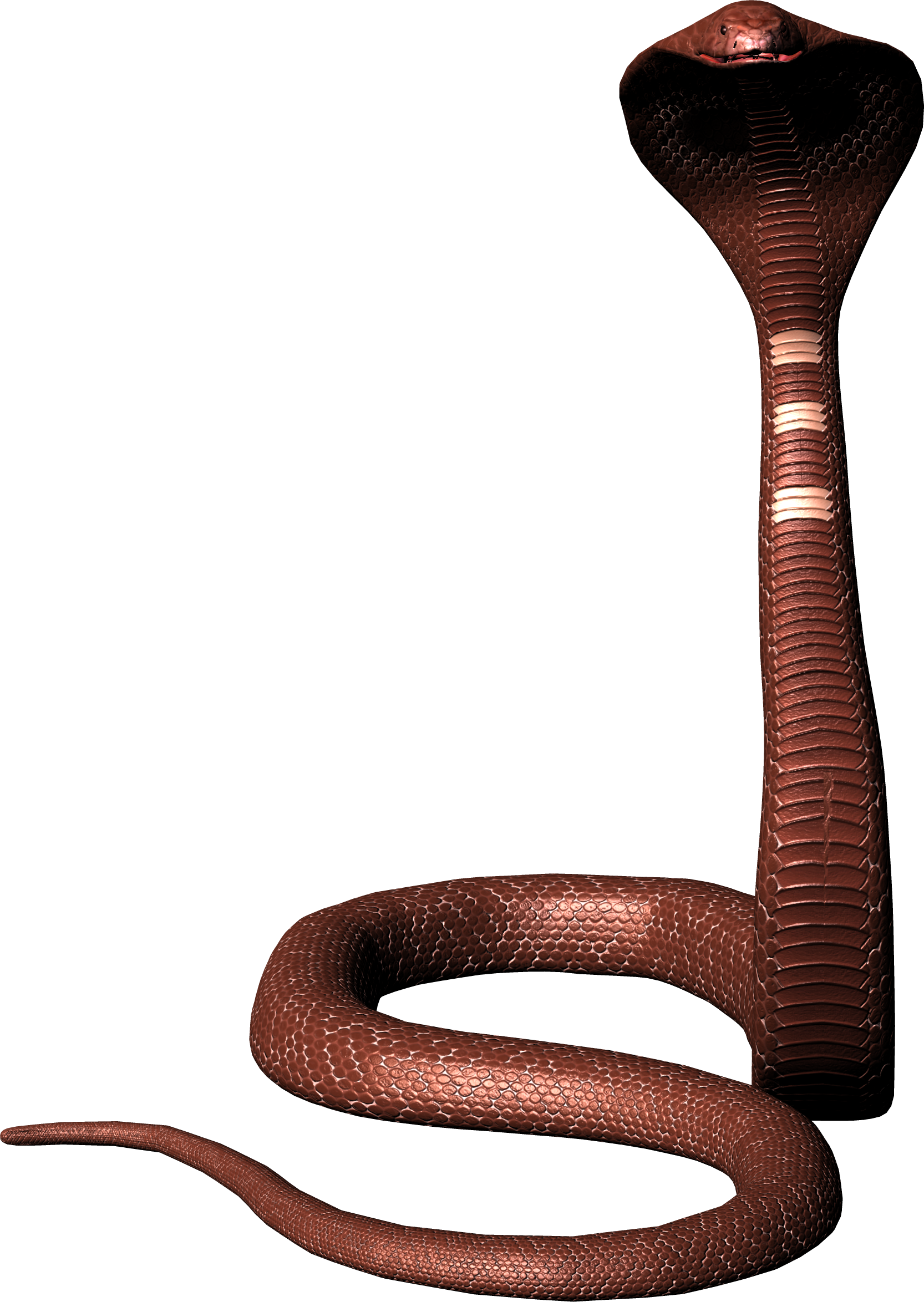 Venimeux Serpent Telecharger PNG