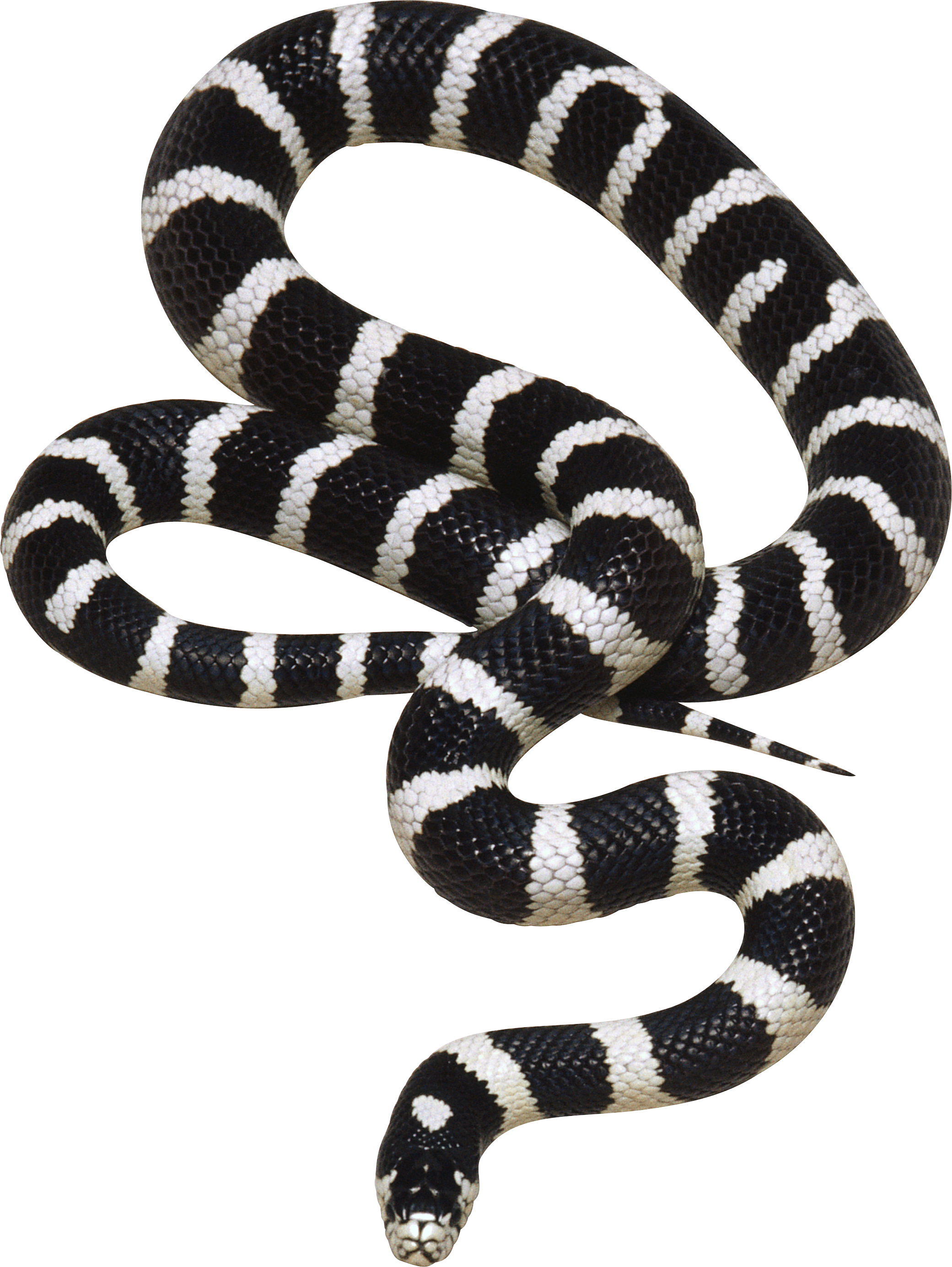 Venimeux Serpent Transparentes Image