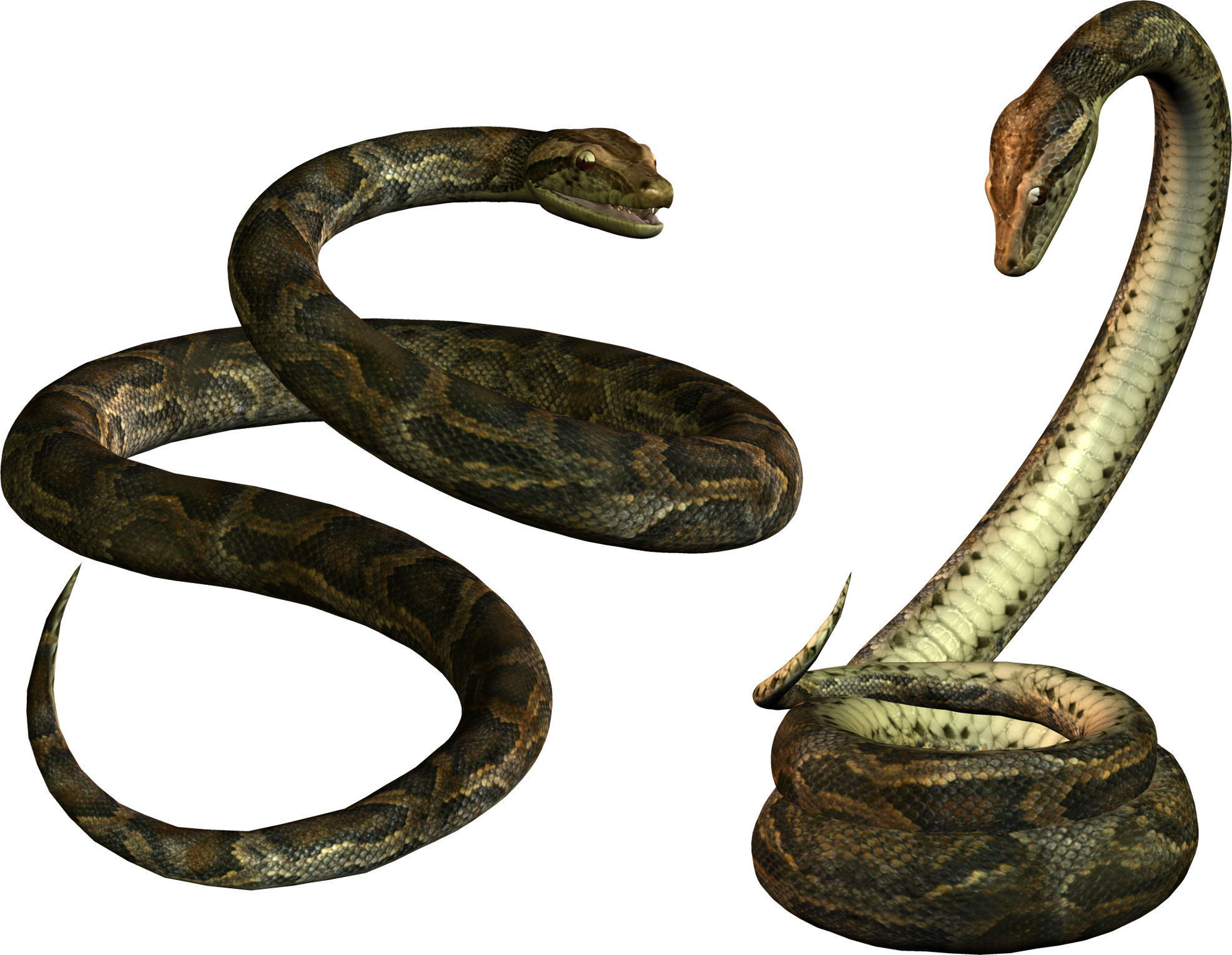 Venimeux Serpent Transparentes PNG