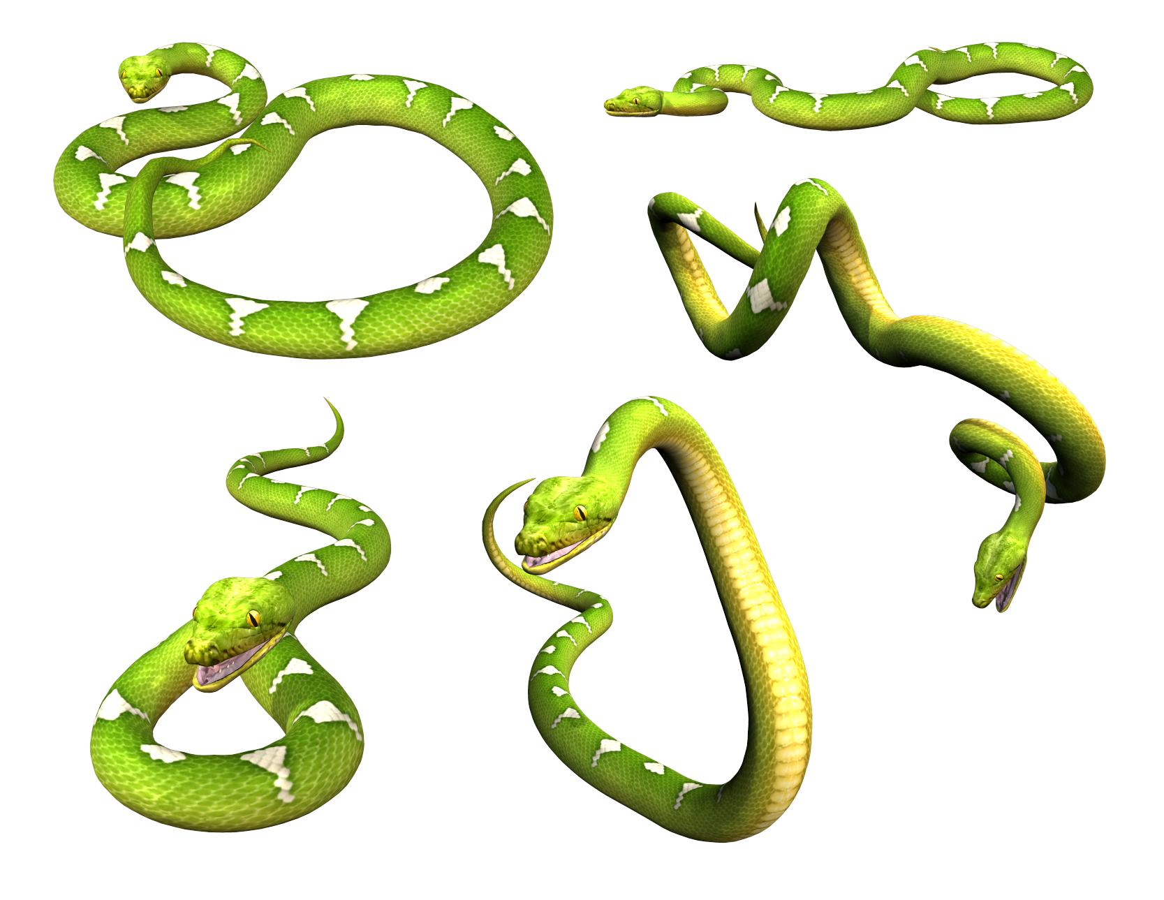 Verte Serpent Fond PNG Image
