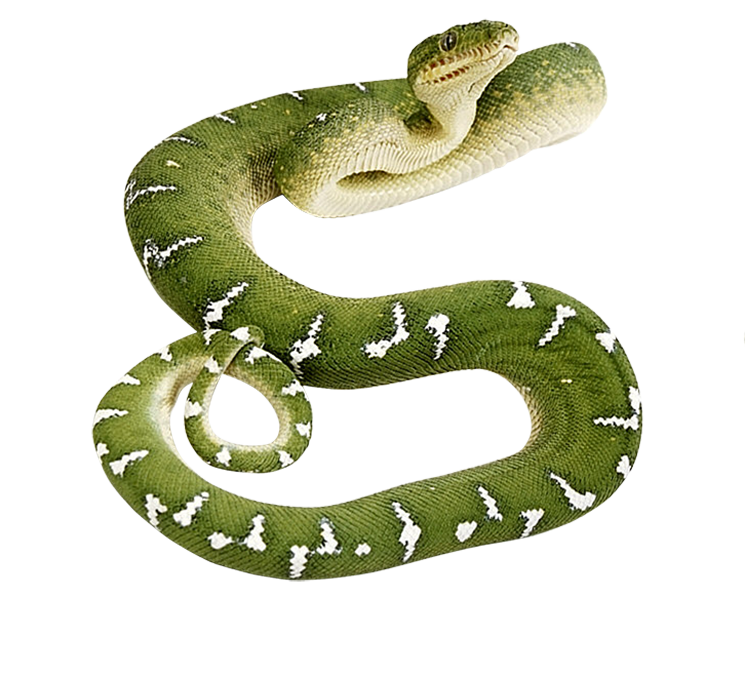 Verte Serpent PNG Gratuit Telecharger
