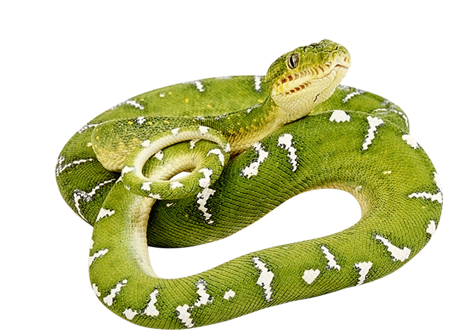 Verte Serpent PNG Telecharger Fond
