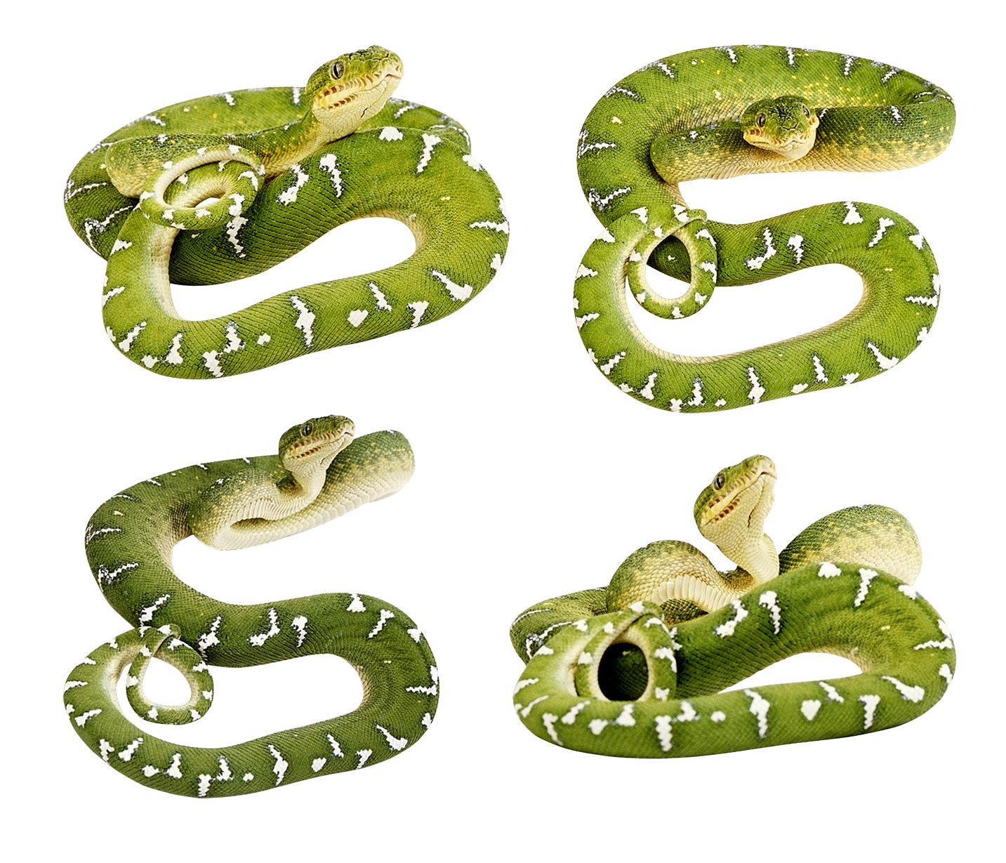 Verte Serpent Telecharger PNG