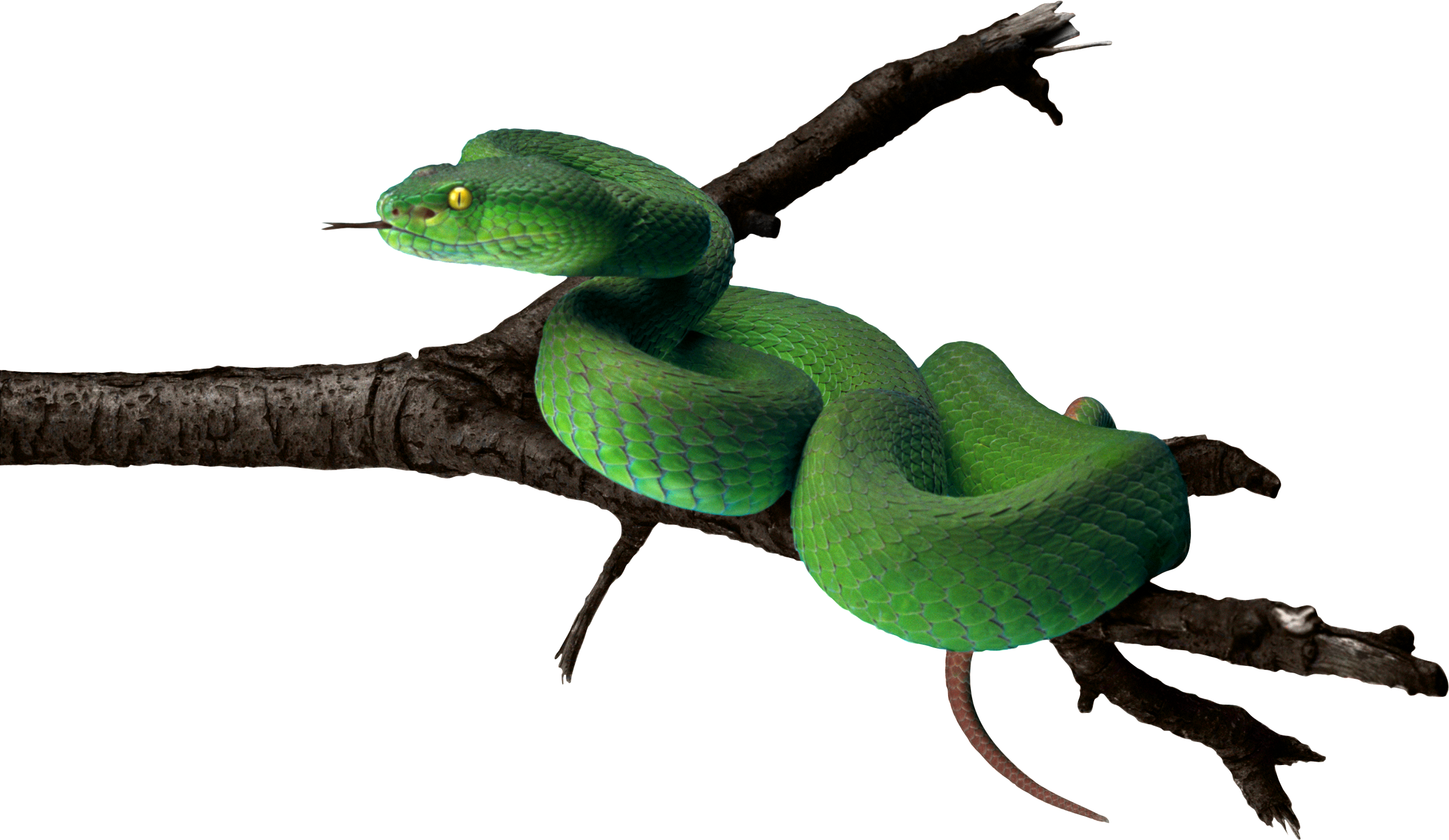 Verte Serpent Transparentes Gratuit PNG