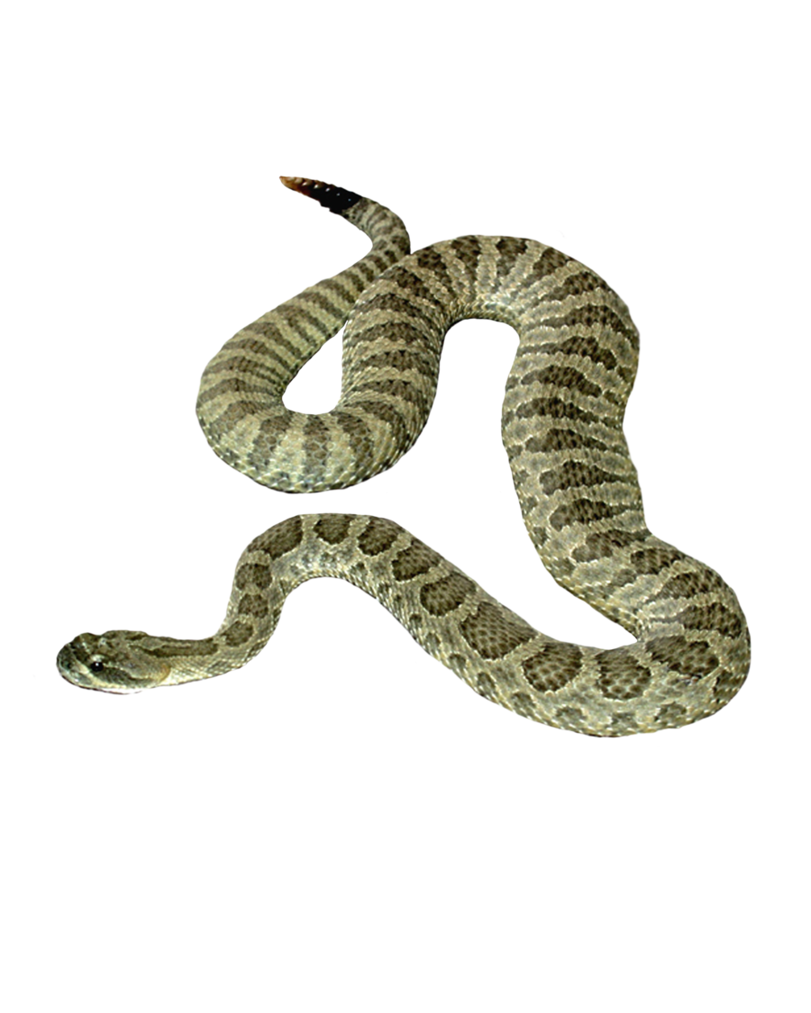 Verte Serpent Transparentes PNG