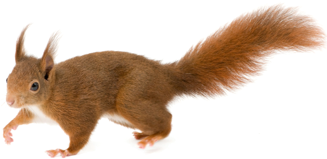 Écureuil Transparentes Image