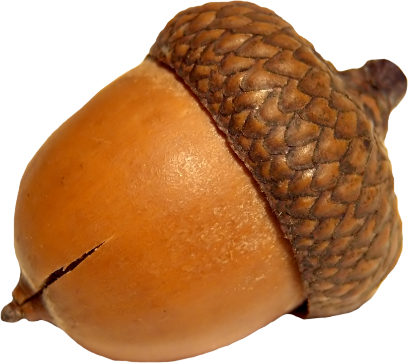Acorn PNG Background