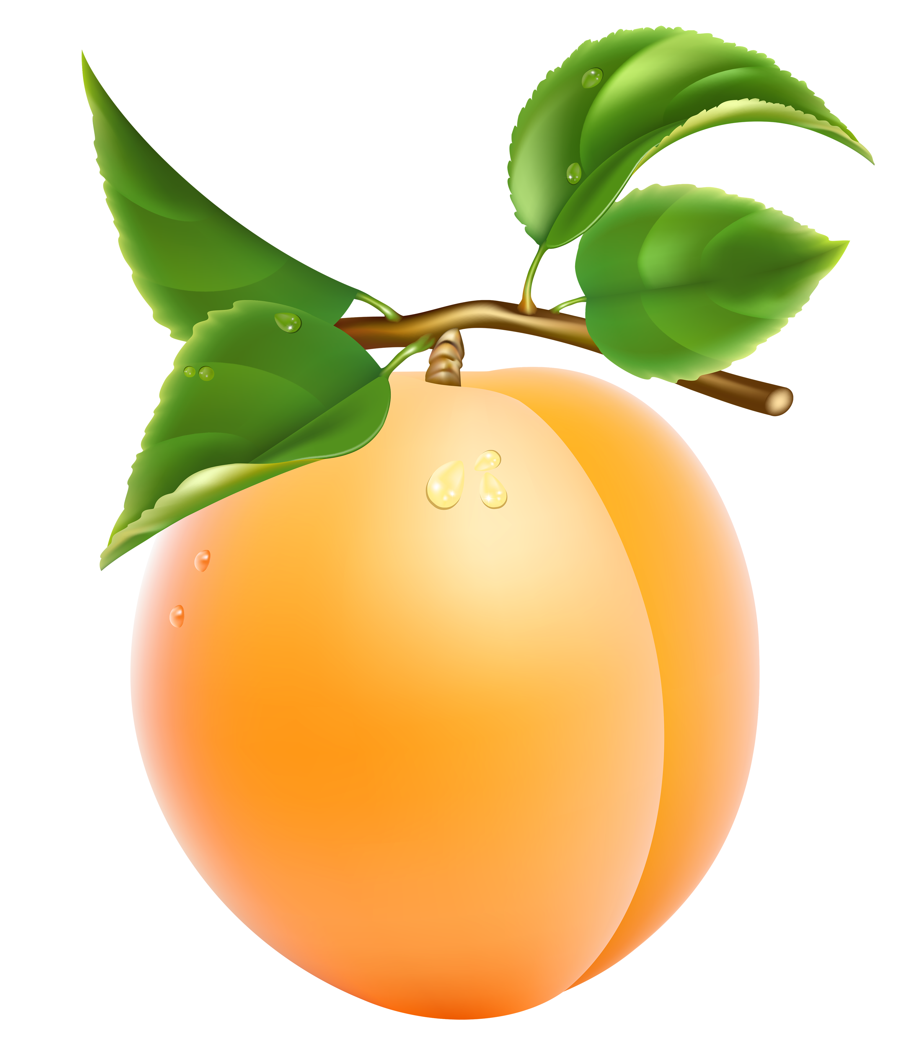 Apricot Free PNG