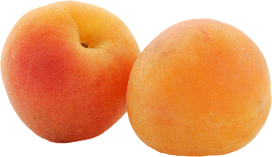 Apricot PNG Free File Download