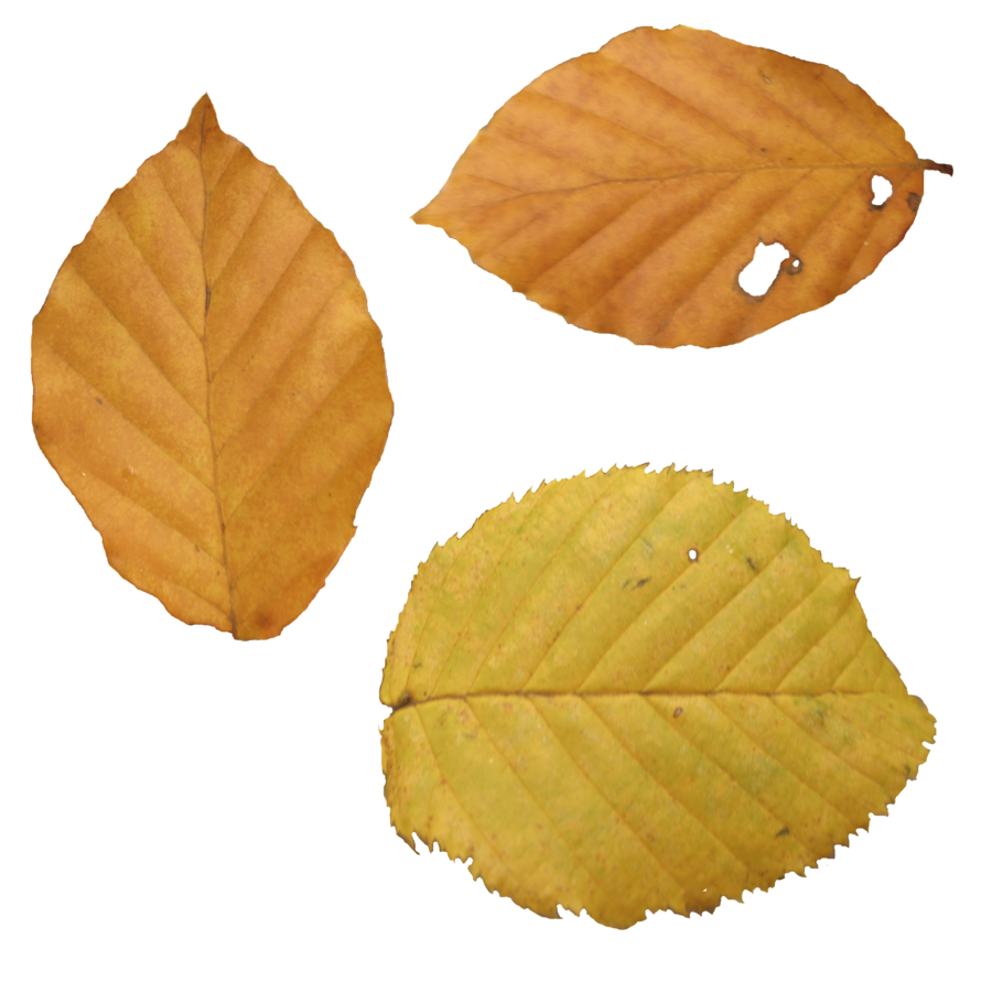 Autumn Leaves Background PNG Image
