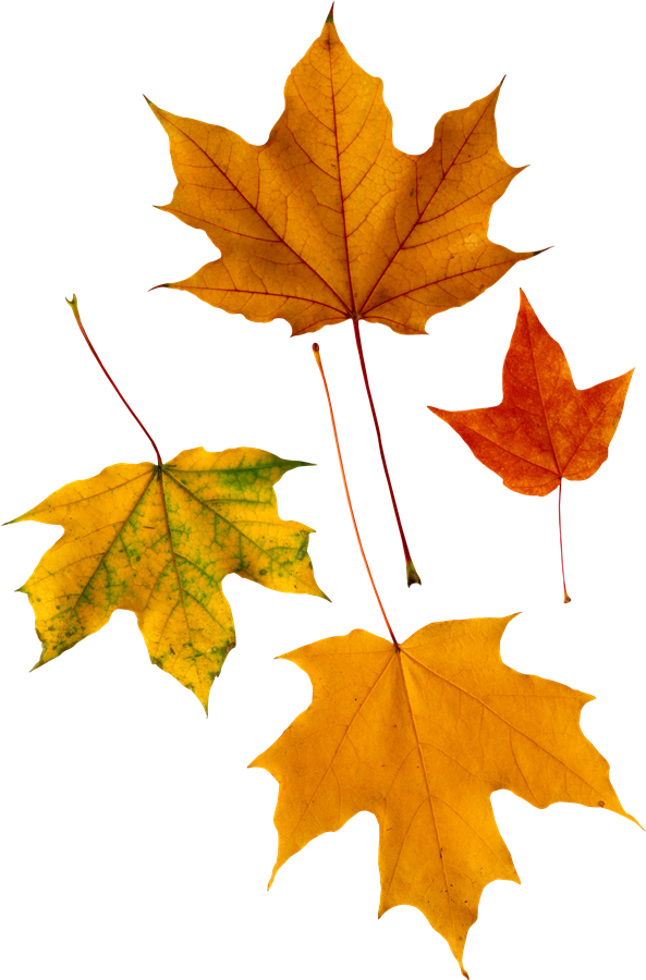 Autumn Leaves Free PNG