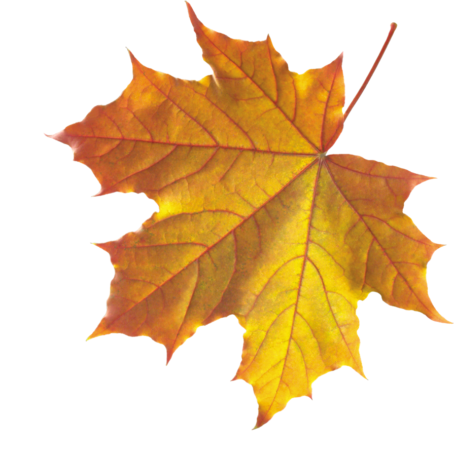Autumn Leaves PNG Background