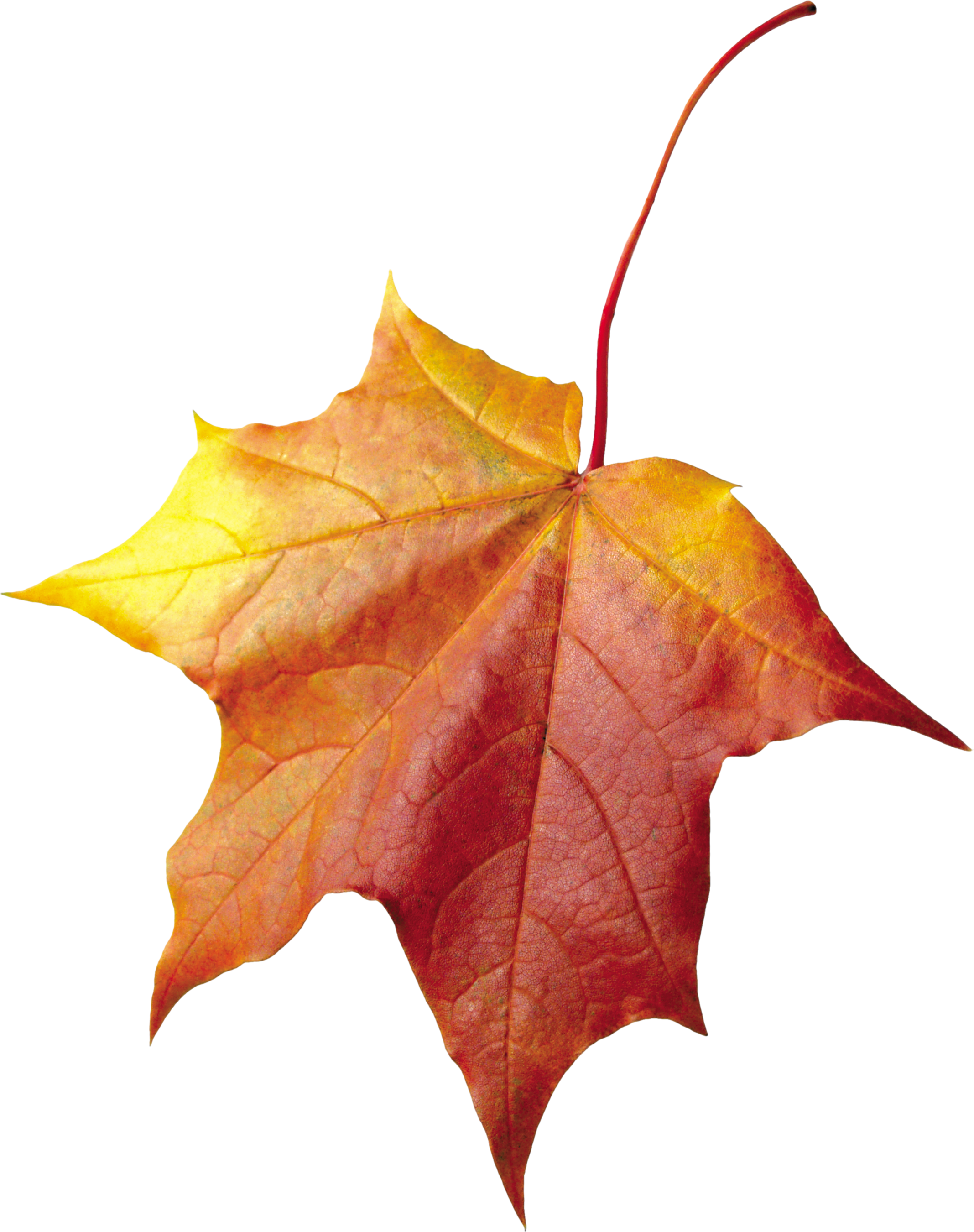Autumn Leaves PNG Clipart Background