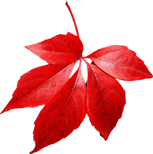 Autumn Leaves PNG Free File Download