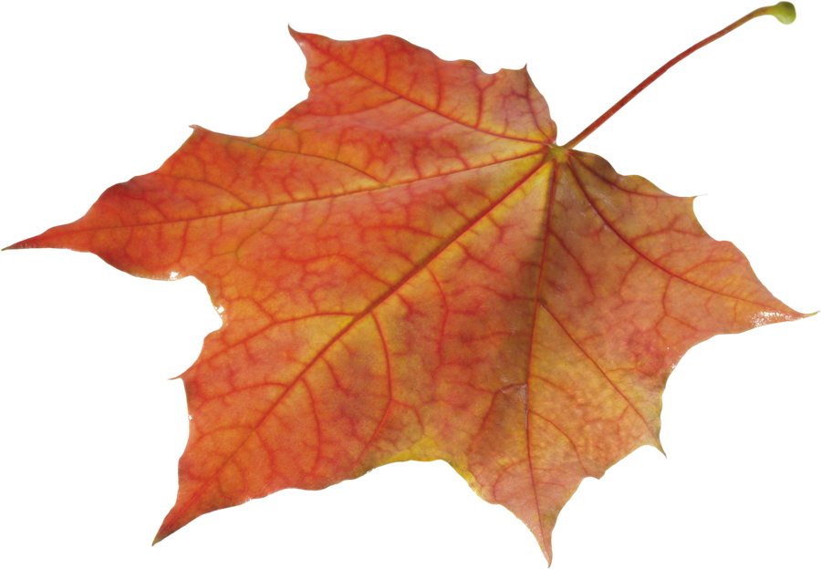 Autumn Leaves PNG HD Quality