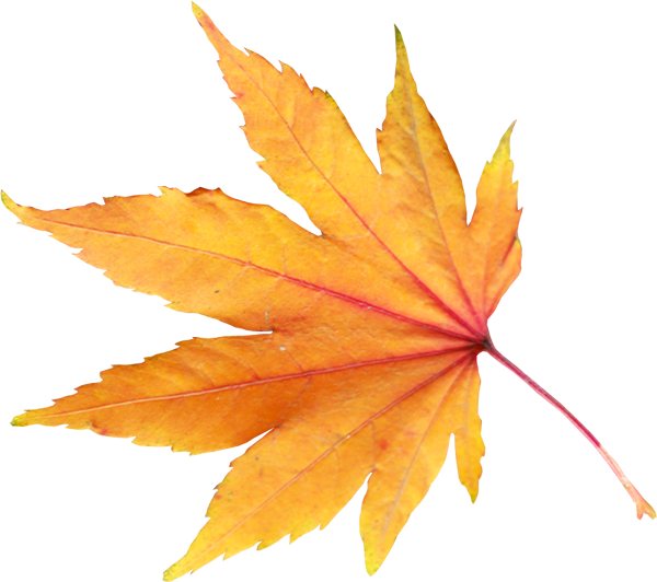 Autumn Leaves PNG Images HD