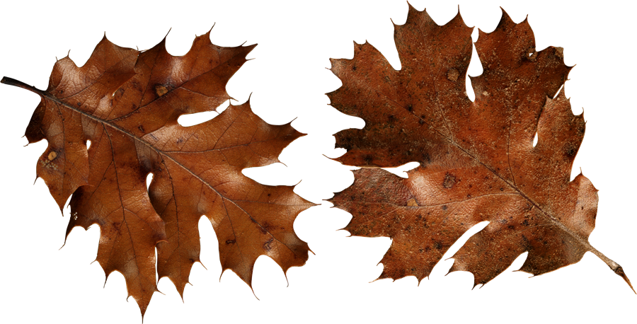 Autumn Leaves PNG Photos
