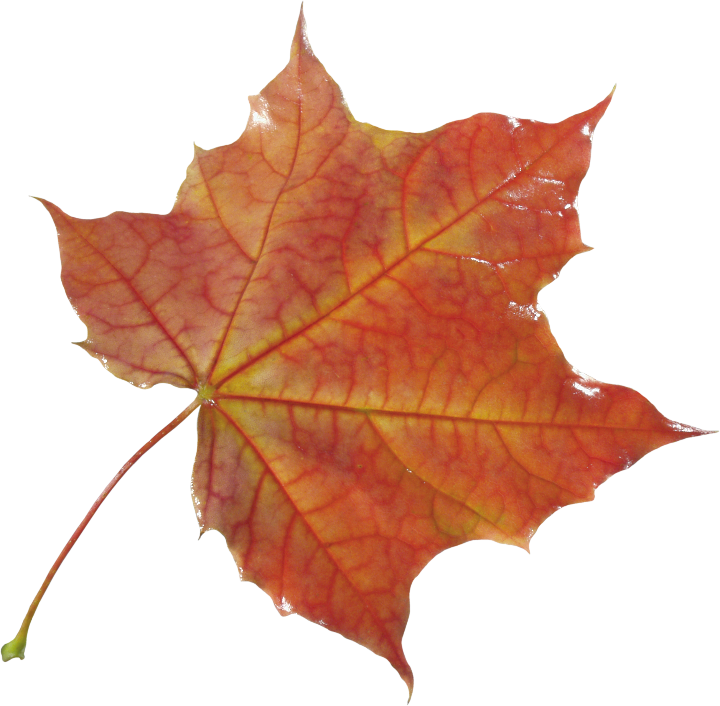 Autumn Leaves Transparent File