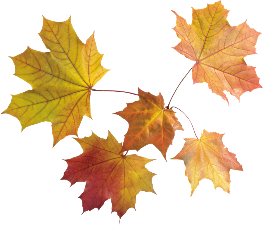 Autumn Leaves Transparent Free PNG