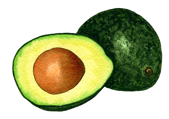 Avocado PNG Photos