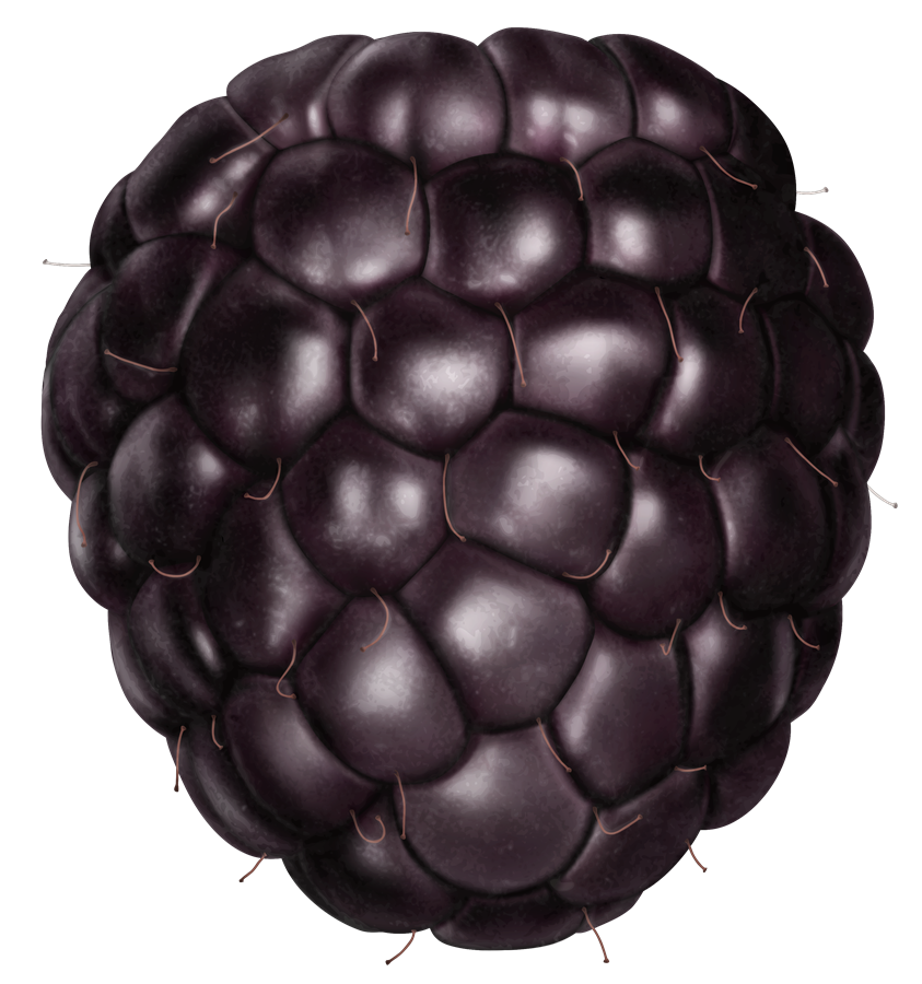 Blackberry Background PNG