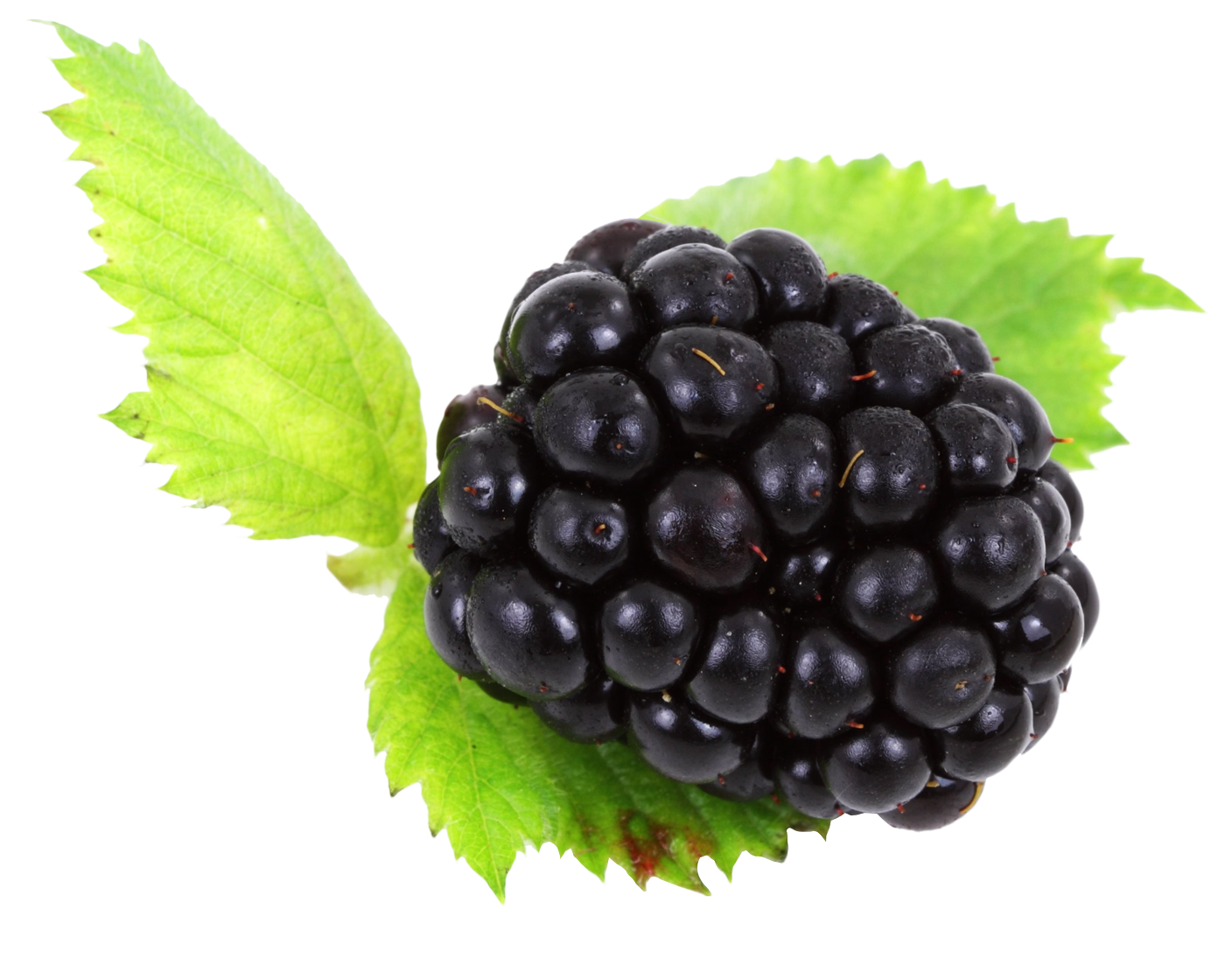 Blackberry Free PNG