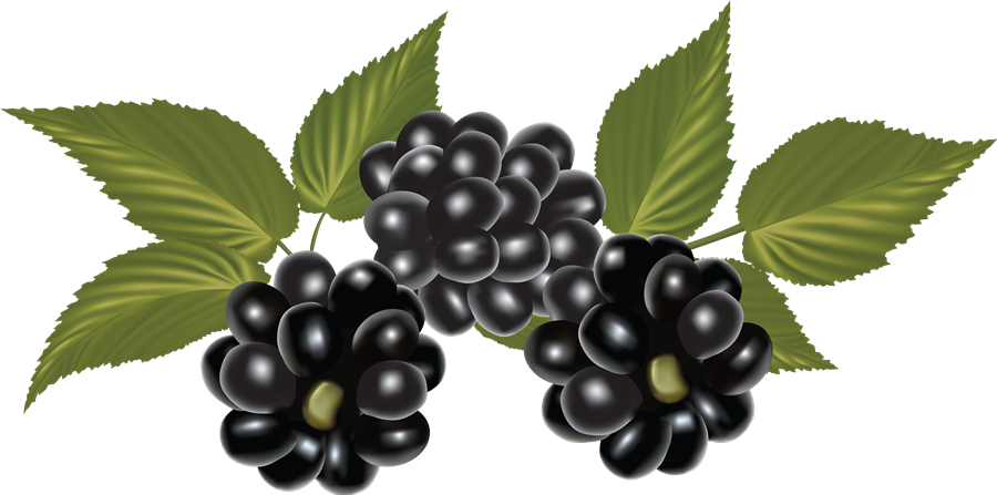 Blackberry PNG Clipart Background