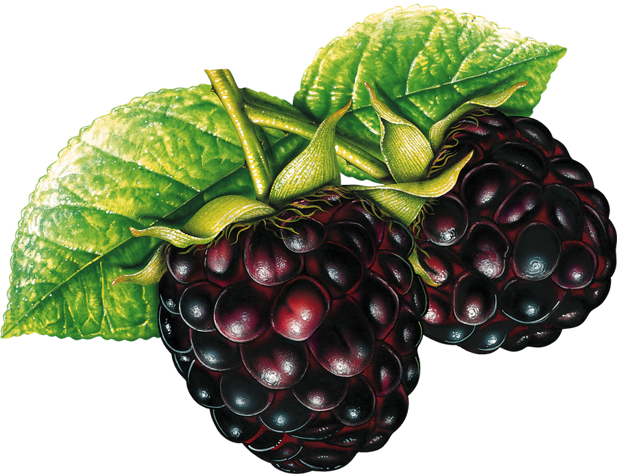 Blackberry PNG Free File Download