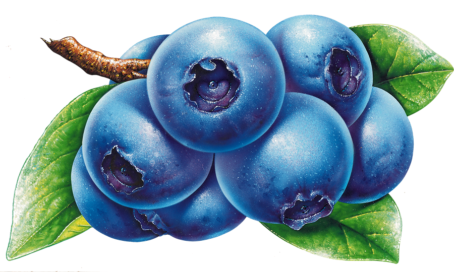 Blueberries PNG Photo Image