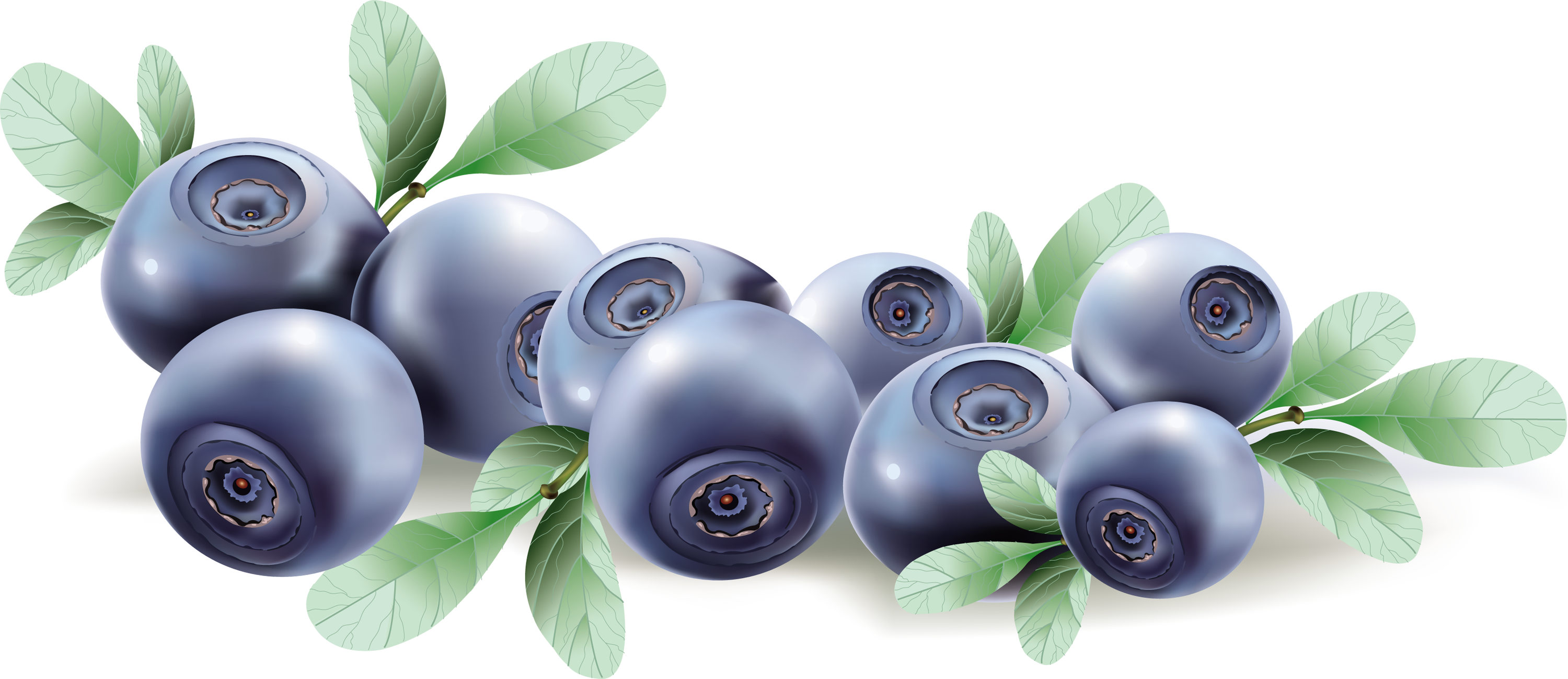 Blueberries Transparent Image