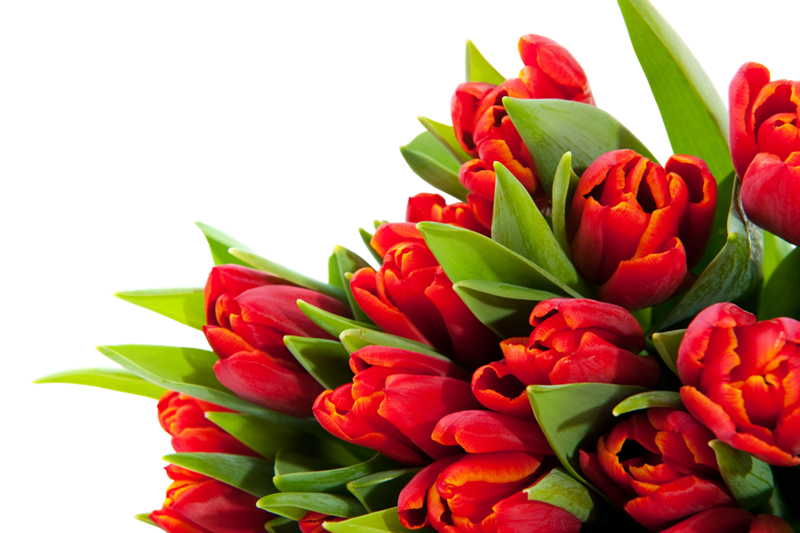 Bouquet of Flowers PNG Background