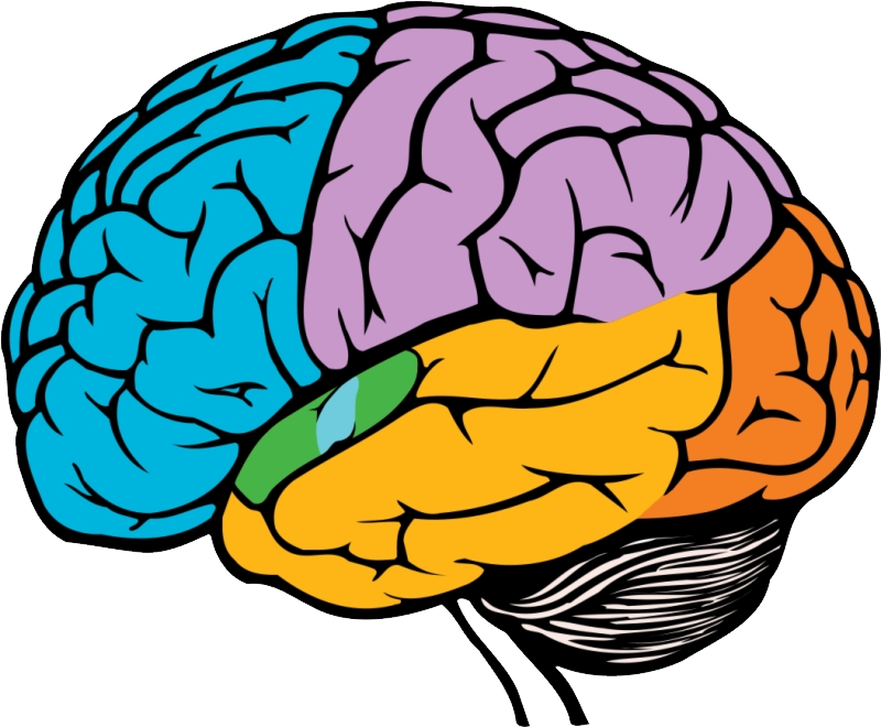 Brain Background PNG Image