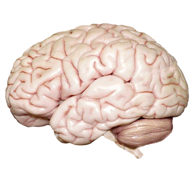 Brain PNG Background