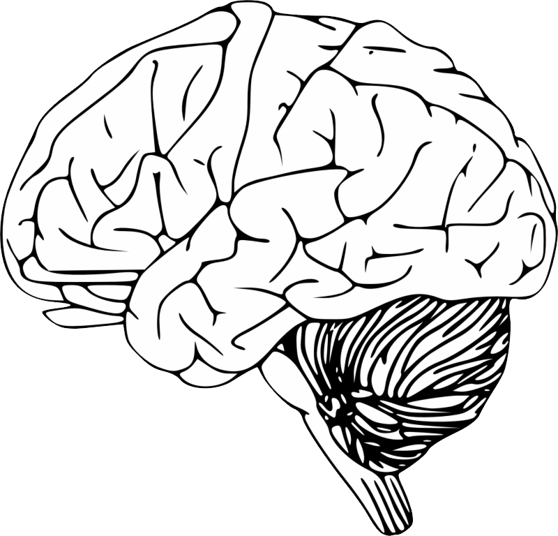 Brain PNG Clipart Background