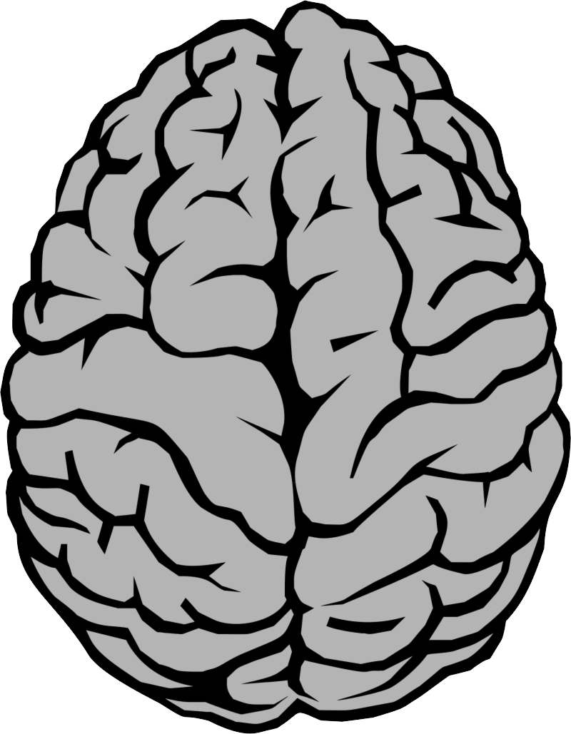 Brain PNG Images HD