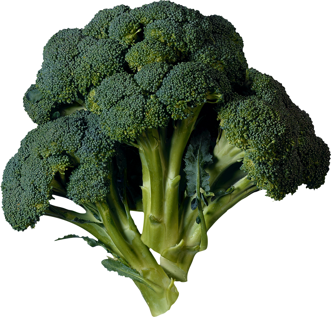 Broccoli Download Free PNG