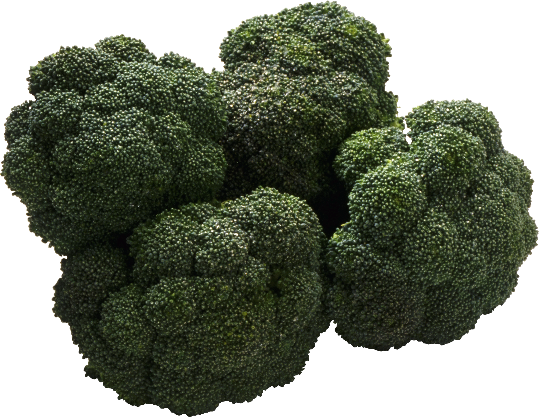 Broccoli PNG Photos