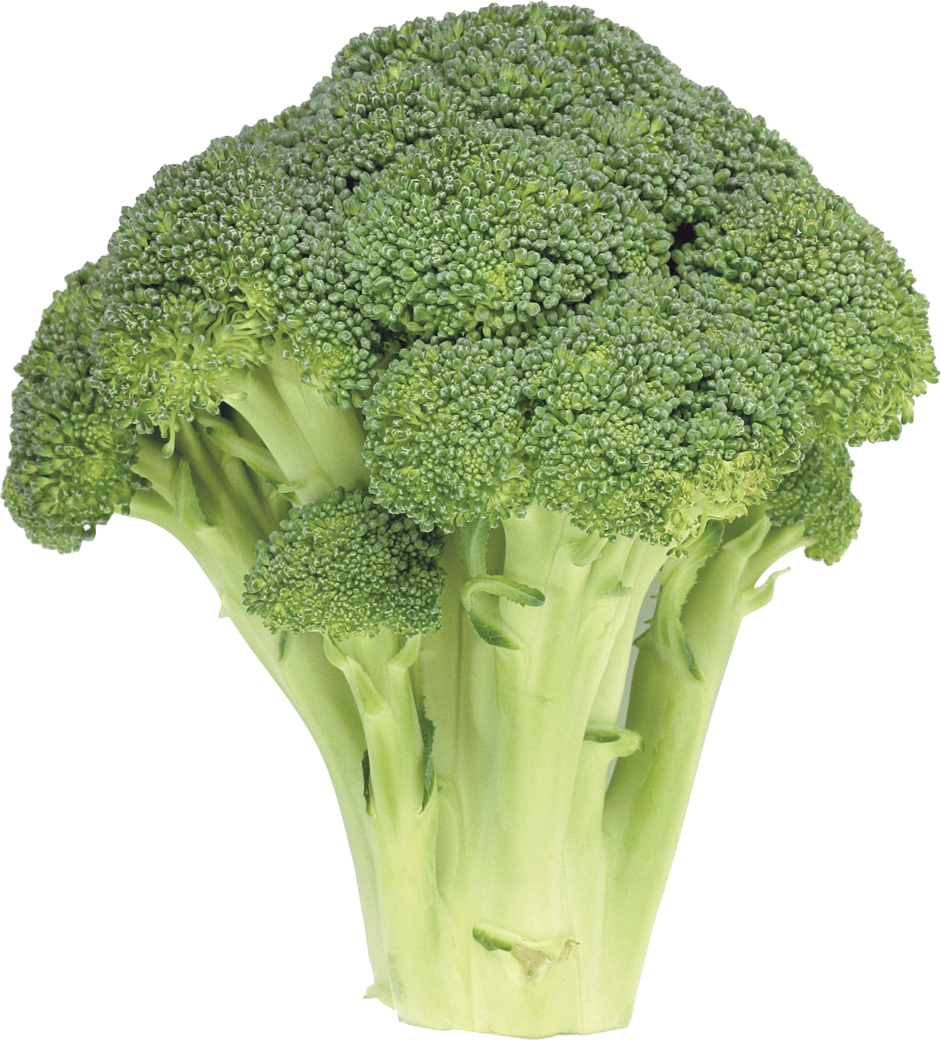 Broccoli PNG Pic Background